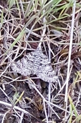 Arctesthes catapyrrha