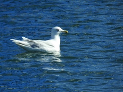 Larus glaucoides