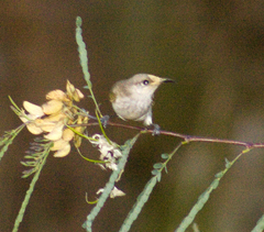 Lichmera indistincta