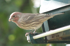 Haemorhous mexicanus