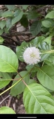 Cephalanthus occidentalis
