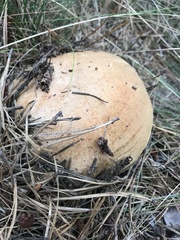 Leccinum vulpinum