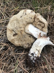 Leccinum vulpinum
