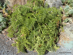 Anisotome lyallii