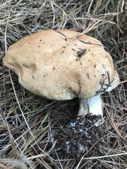 Leccinum vulpinum