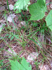 Oryzopsis asperifolia