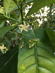 Tabernaemontana alba