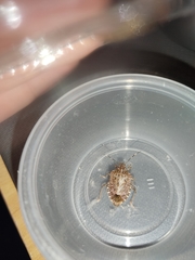 Halyomorpha halys
