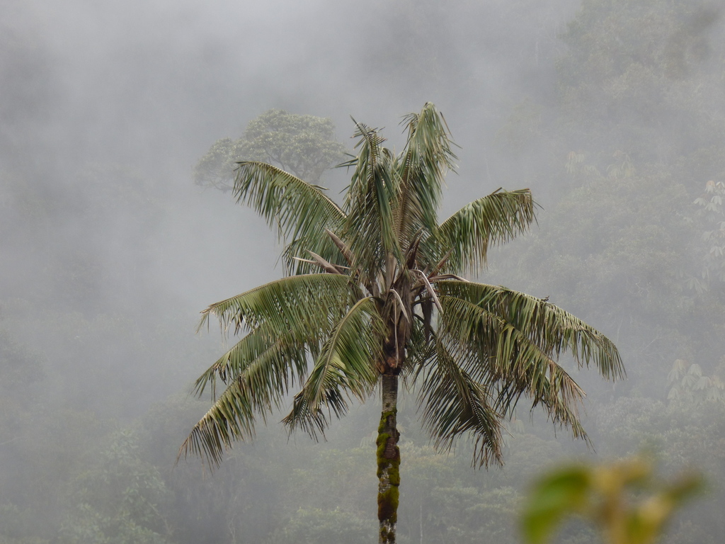 Ceroxylon quindiuense, Colombia