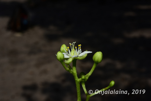 Asteropeia multiflora image