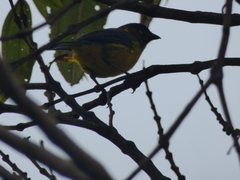 Anisognathus lacrymosus