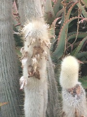 Cleistocactus strausii