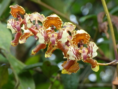 Cyrtochilum