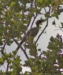 Philemon argenticeps