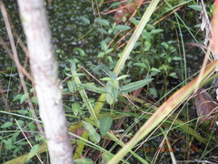 Pterocaulon pycnostachyum