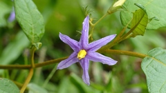 Solanum paludosum