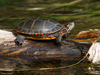 Painted Turtle - Photo (c) Susan Elliott, some rights reserved (CC BY-NC), uploaded by Susan Elliott