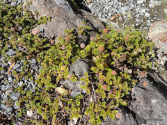 Acaena profundeincisa