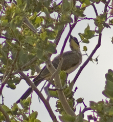 Philemon argenticeps