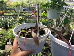 Pseudorhipsalis ramulosa