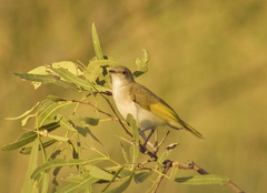 Conopophila rufogularis