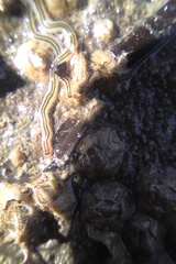 Nemertopsis bivittata