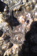 Nemertopsis bivittata