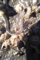 Nemertopsis bivittata