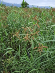 Cyperus imbricatus
