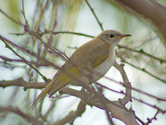 Conopophila rufogularis