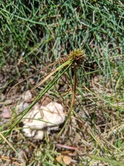 Cyperus lupulinus macilentus