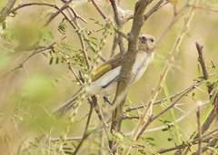 Conopophila rufogularis