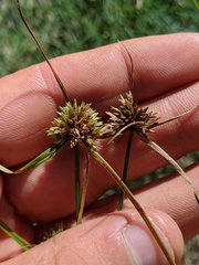 Cyperus lupulinus macilentus