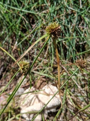 Cyperus lupulinus macilentus