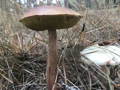 Aureoboletus projectellus