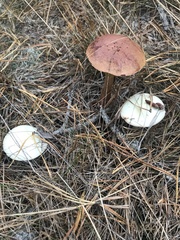 Aureoboletus projectellus