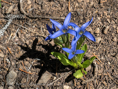 Gentianopsis barbellata