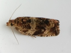 Celypha