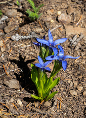 Gentianopsis barbellata