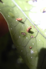 Thylacosceles radians