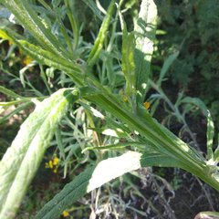 Senecio prionopterus