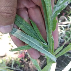 Senecio prionopterus