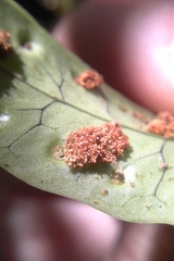 Thylacosceles radians