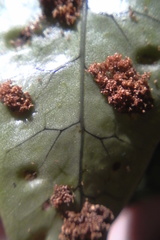 Thylacosceles radians