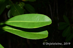 Ochnaceae