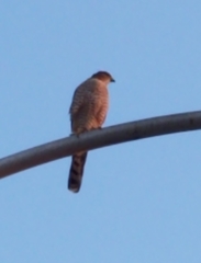 Accipiter cooperii