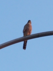 Accipiter cooperii