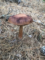 Aureoboletus projectellus