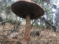 Aureoboletus projectellus