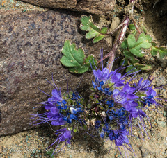 Phacelia bakeri